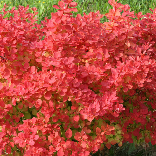 Sunjoy Neo Barberry
