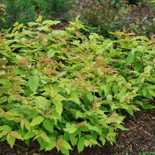Kodiak Fresh Diervilla
