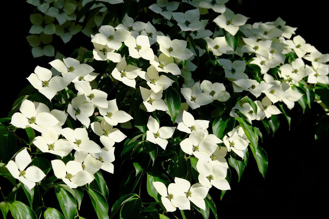 Empress of China Kousa Dogwood