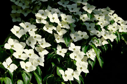 Bernice Kousa Dogwood