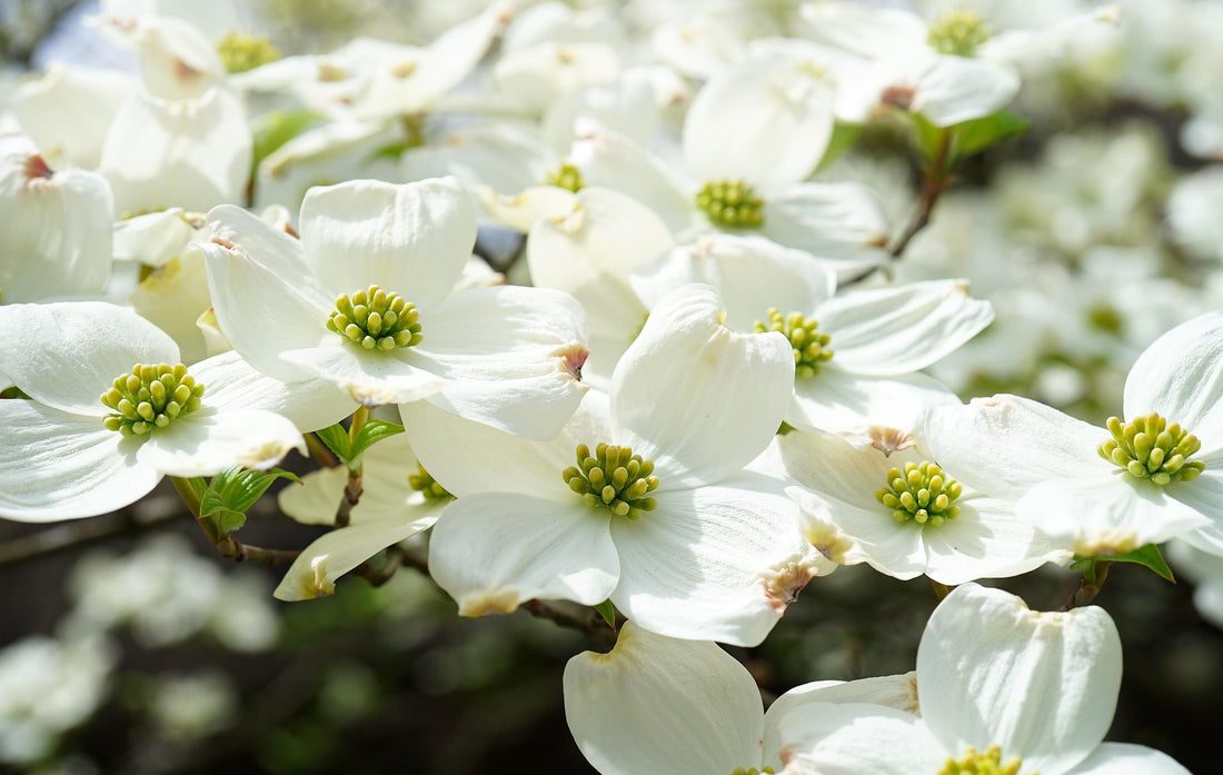 Cherokee Princess Dogwood