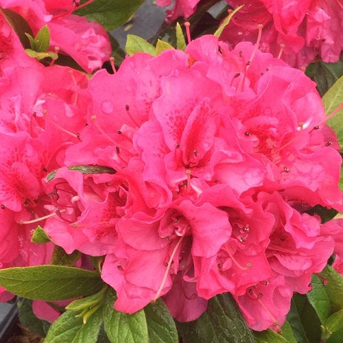 Perfecto Mundo Double Dark Pink Azalea 3 Gal