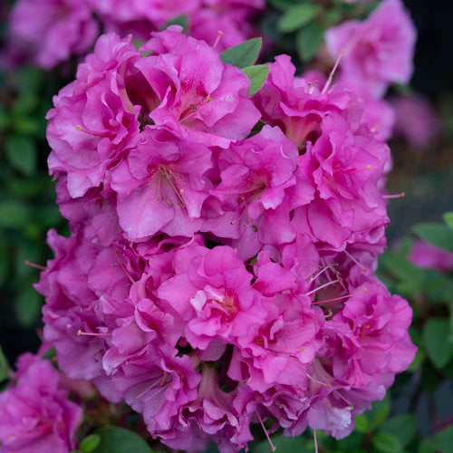 Perfecto Mundo Double Purple Azalea 3 Gal