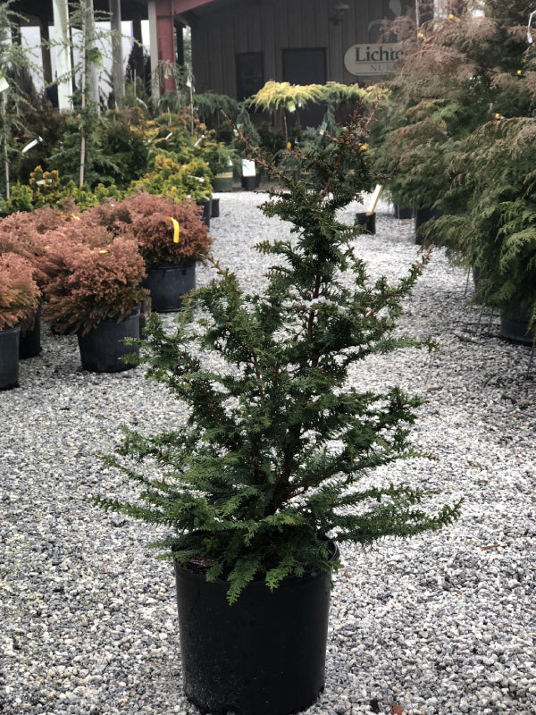 Filicoides Hinoki Cypress