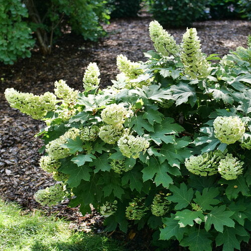 Gatsby Glow Ball Oakleaf Hydrangea