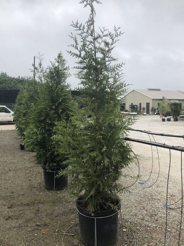 Green Giant Arborvitae