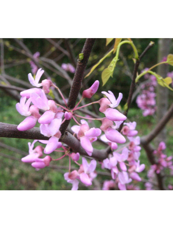 Hearts of Gold Redbud 15 Gal