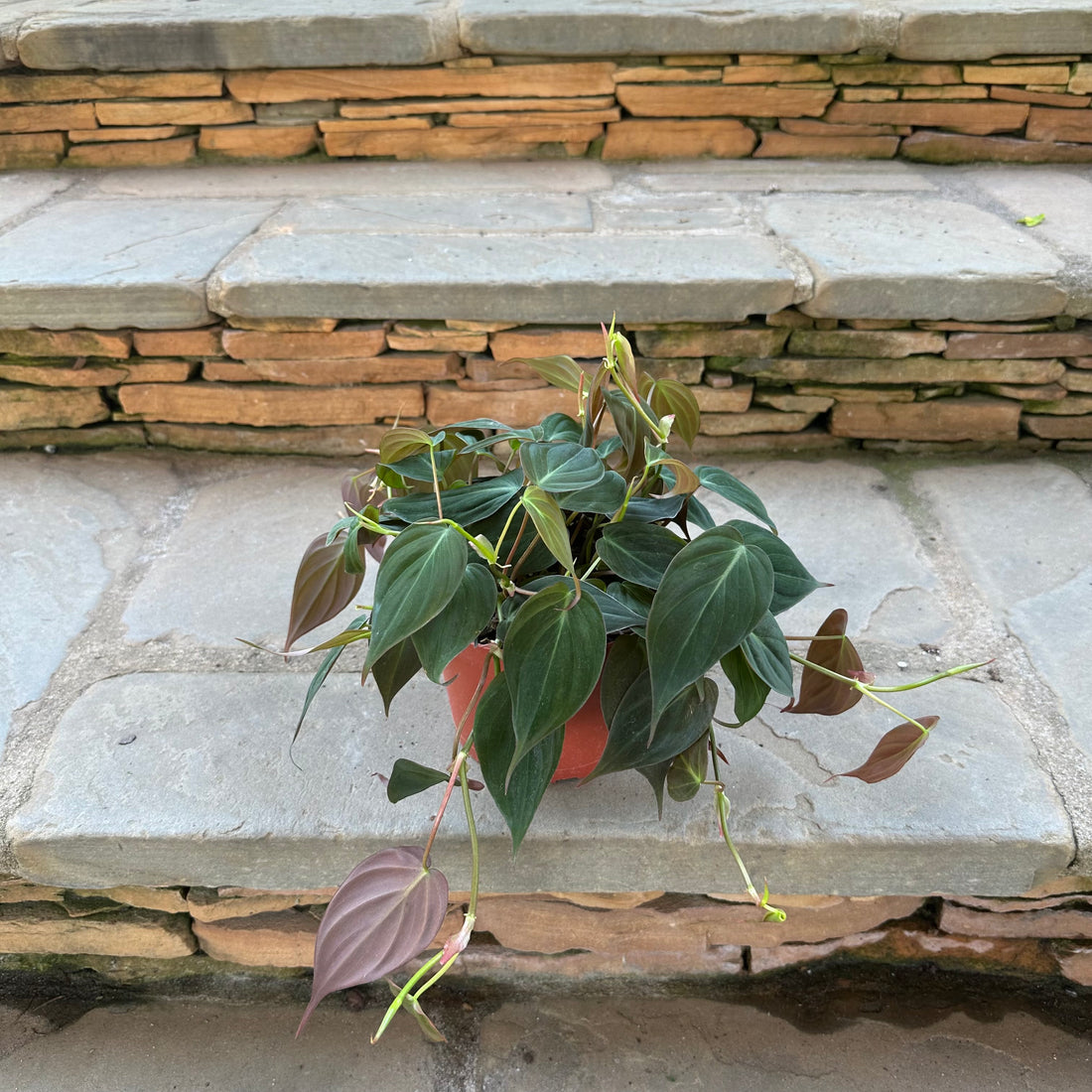 Micans Philodendron