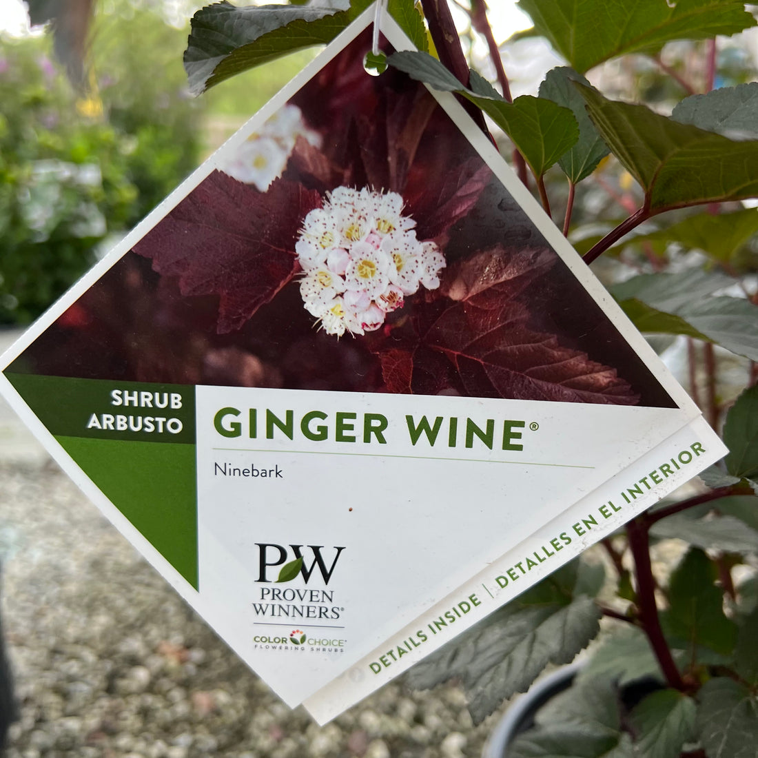 Ginger Wine Ninebark 3 Gal