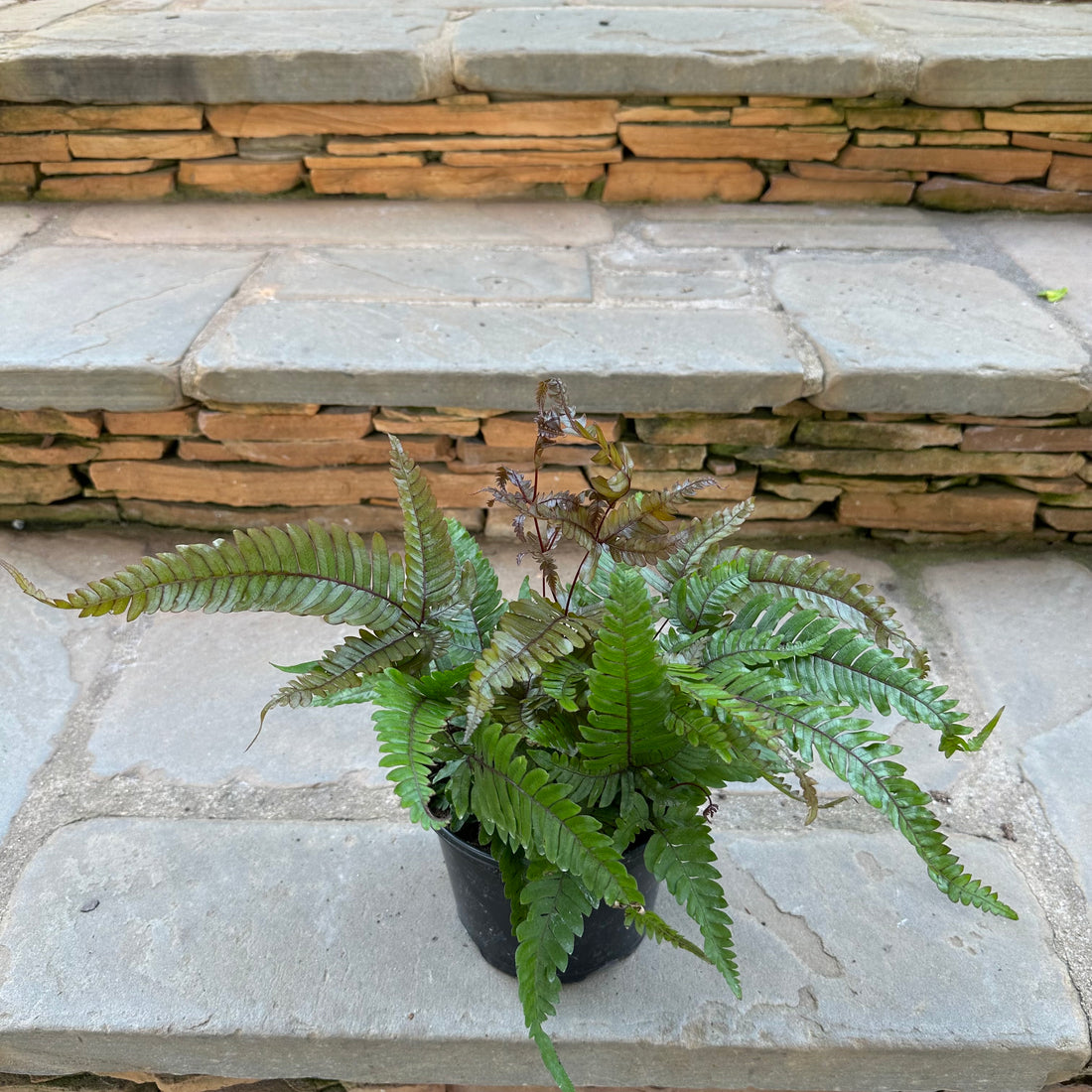 Tricolor Pteris Fern 6"