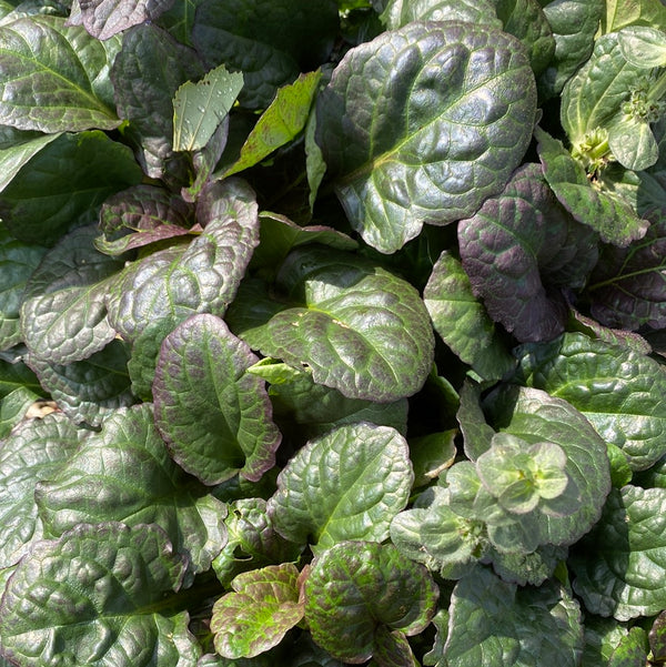 Catlin's Giant Ajuga 4