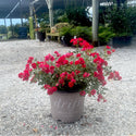 Red Drift Rose 2&3 Gal