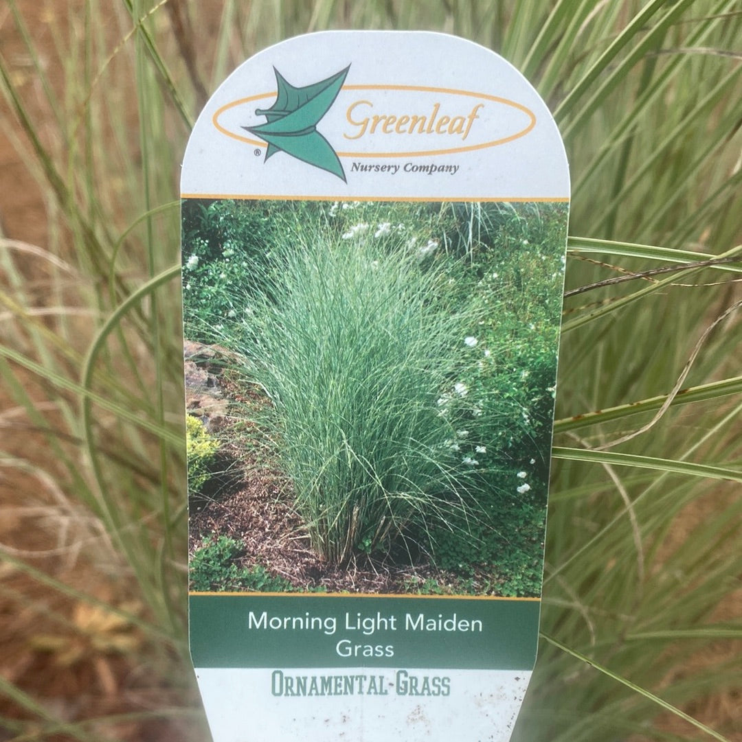 Morning Light Maiden Grass