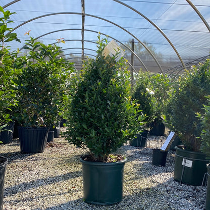 Arrow Point Holly
