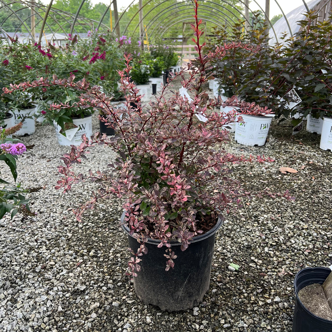 Rose Glow Barberry 3 Gal