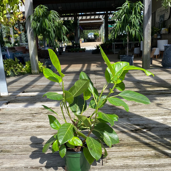 Ficus Altissima 6.5