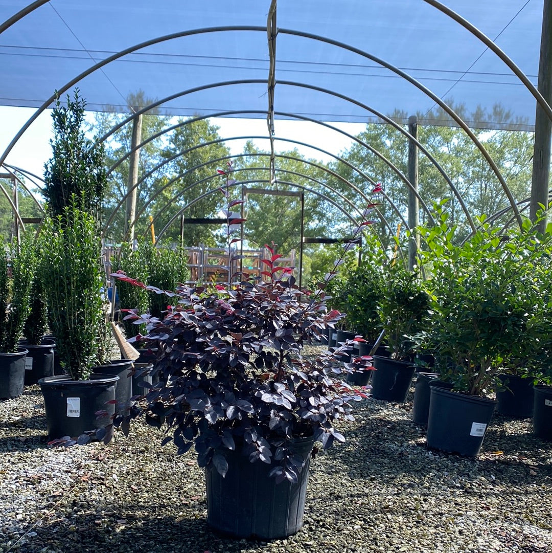 Carolina Midnight Loropetalum 3 Gal