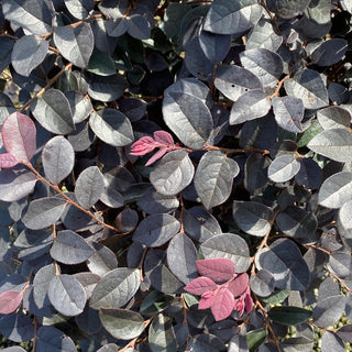 Carolina Midnight Loropetalum 3 Gal