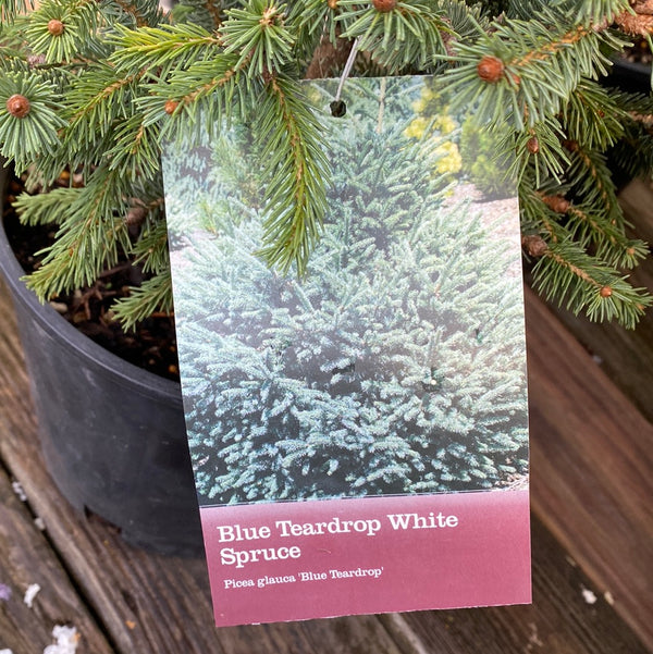 Blue Teardrop Spruce 2 Gal