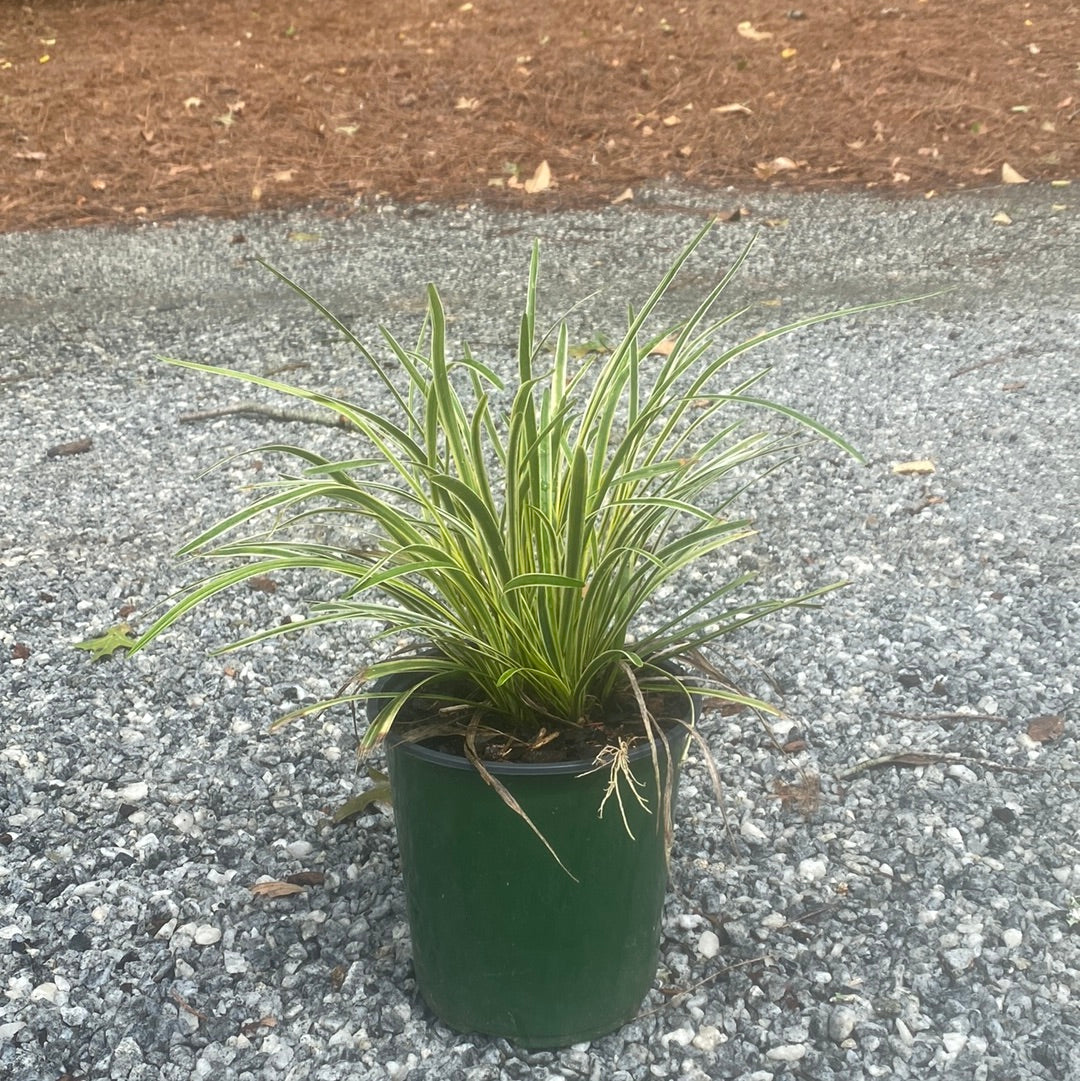 Variegated Liriope