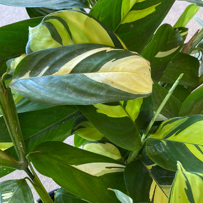 Calathea Golden Mosaic 6.5&quot;