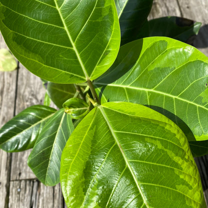 ficus altissima bush Ficus Altissima (Tree-Form) – Lichtenfelt's