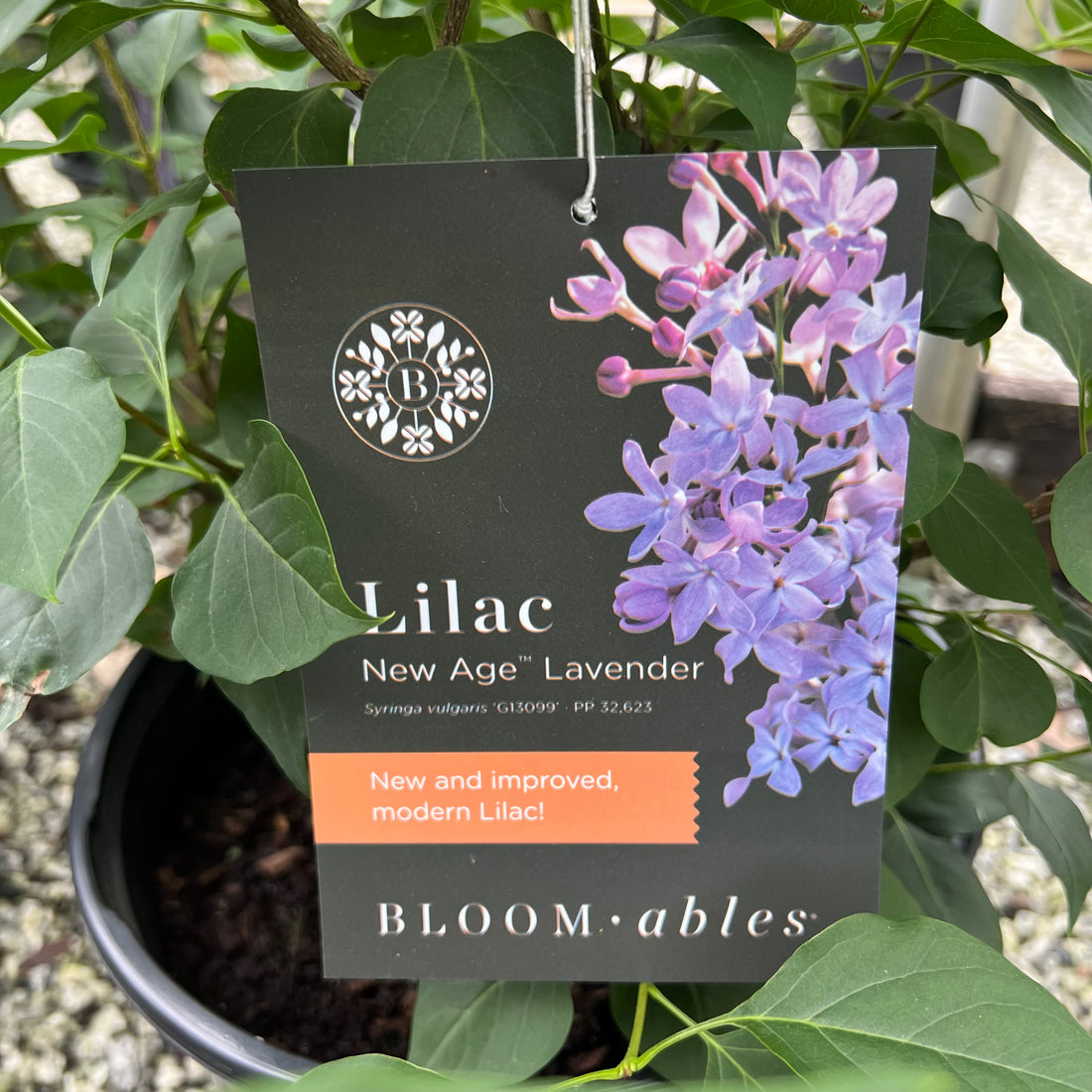 New Age Lavender Lilac 3 Gal