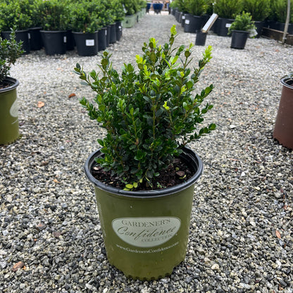 Little Missy Boxwood