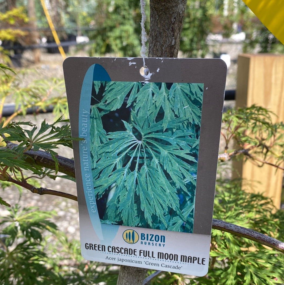 Green Cascade Japanese Maple 24-30"
