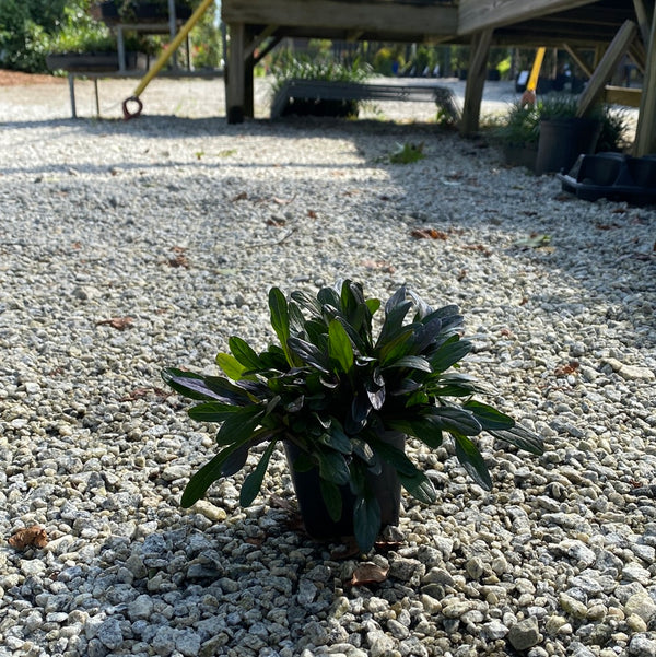 Chocolate Chip Ajuga 4
