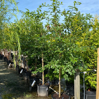 Black Gum 15 Gal