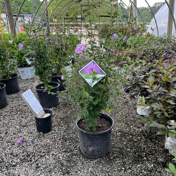 Lavender Chiffon Rose of Sharon 2&3 Gal