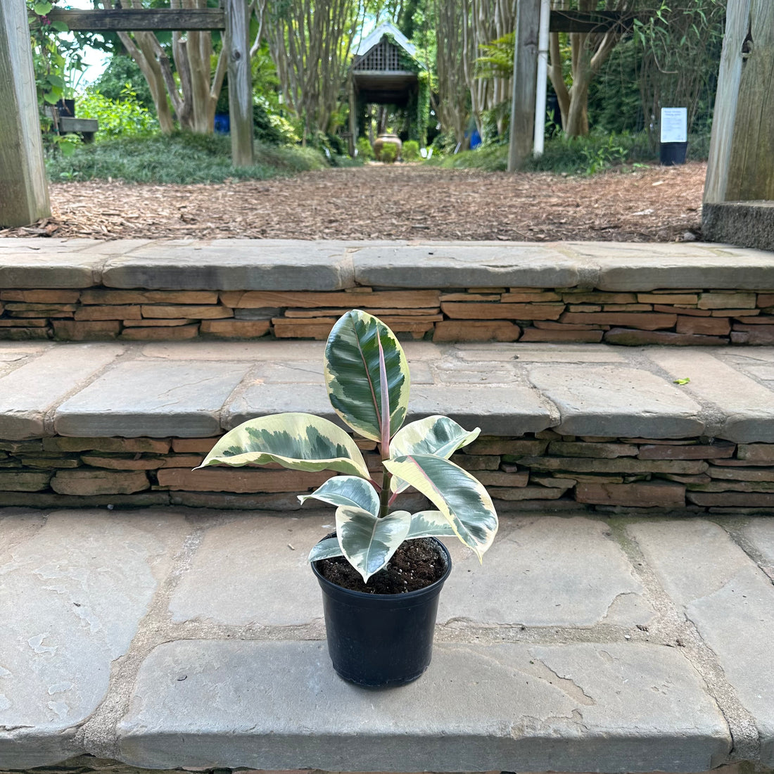 Tineke Ficus (Tree Form)