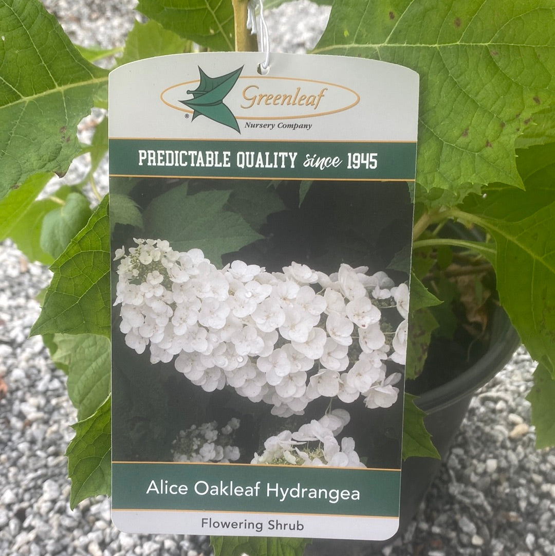 Alice Oakleaf Hydrangea 3 Gal