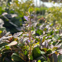 Chocolate Chip Ajuga 4