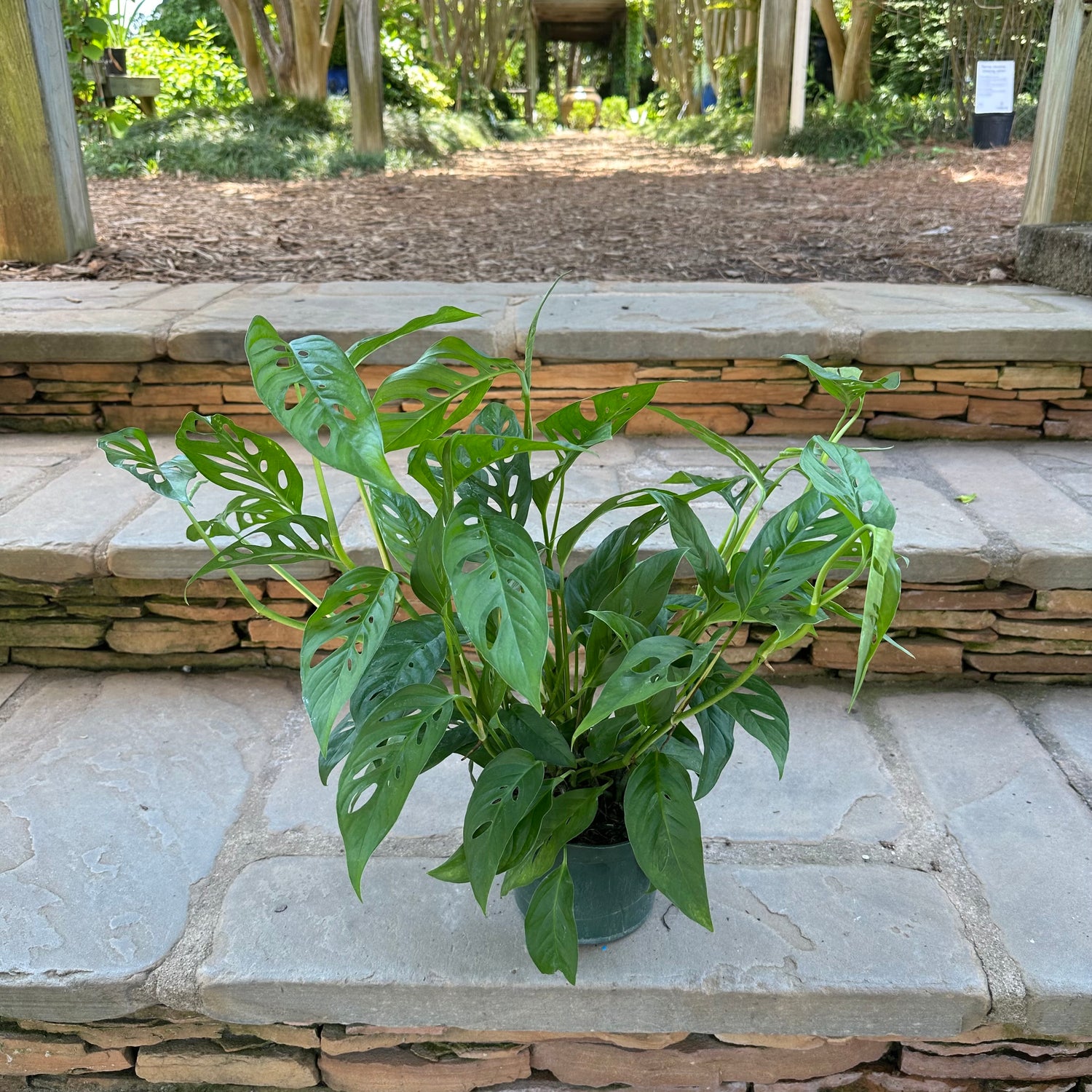 Swiss Cheese Philodendron