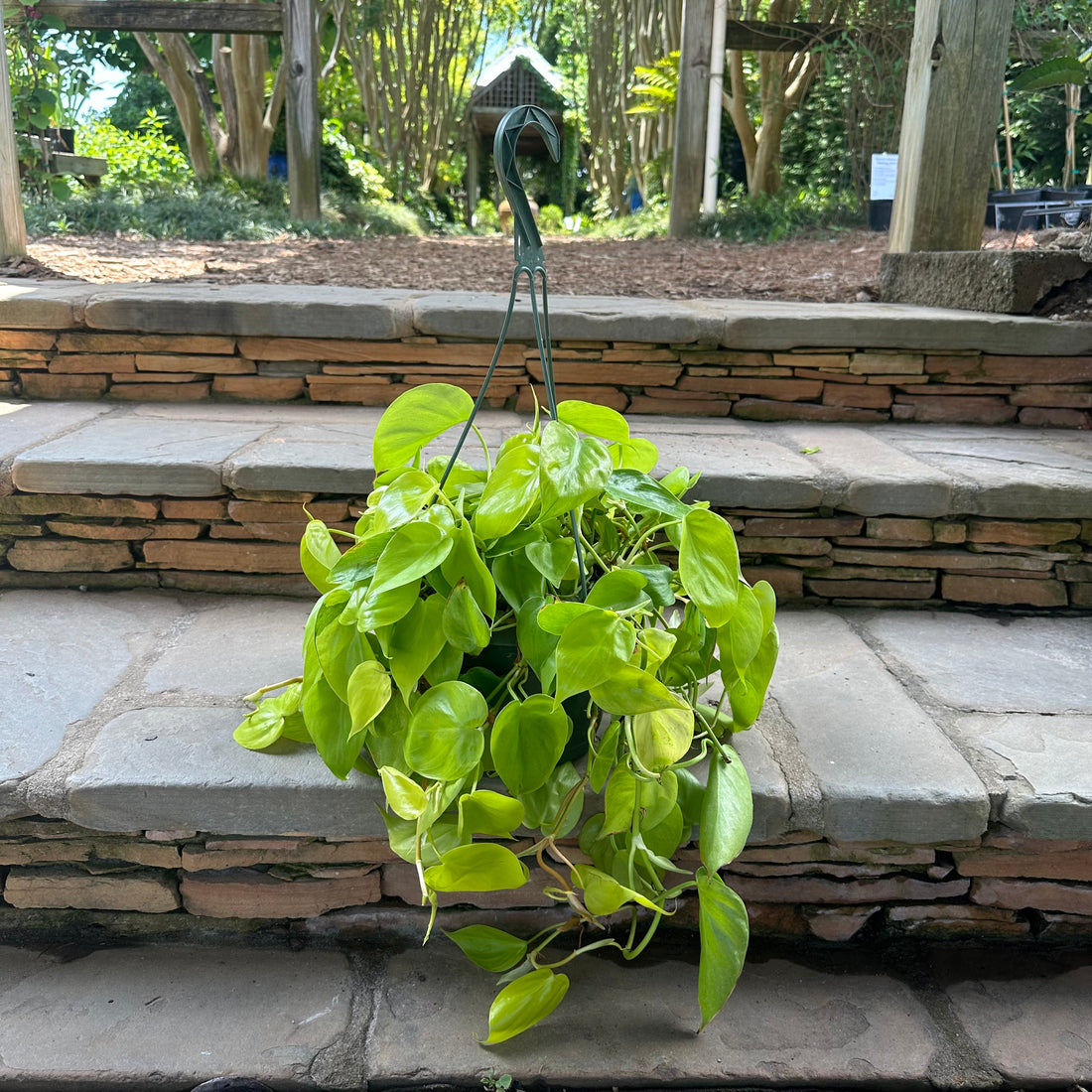 Lemon Philodendron Cordatum 8" HB