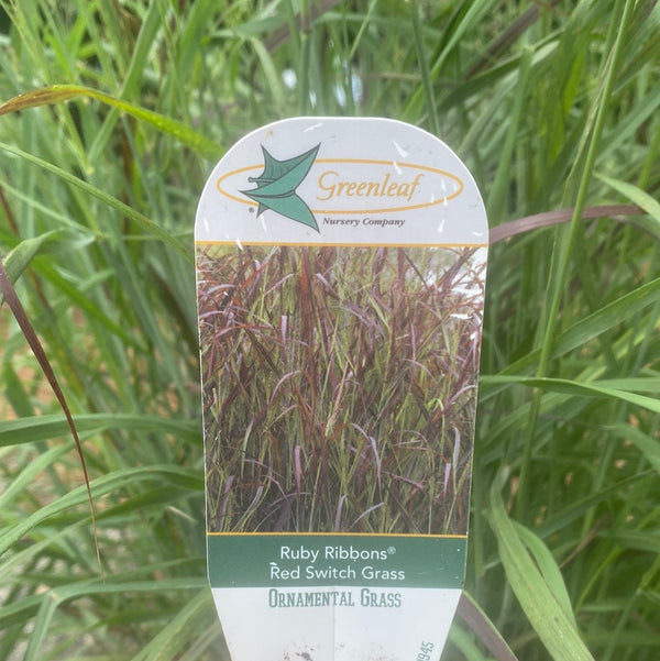 Ruby Ribbons Switchgrass 3 Gal | Lichtenfelt's