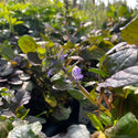 Bronze Beauty Ajuga 4