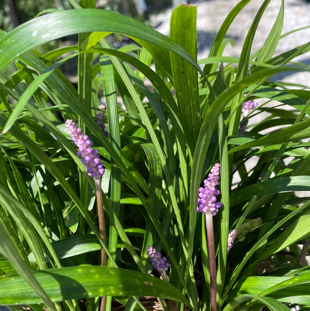 Emerald Goddess Liriope