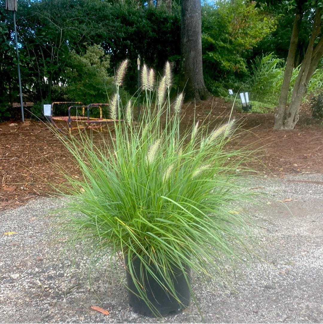 Cassian Dwarf Fountain Grass 3 Gal