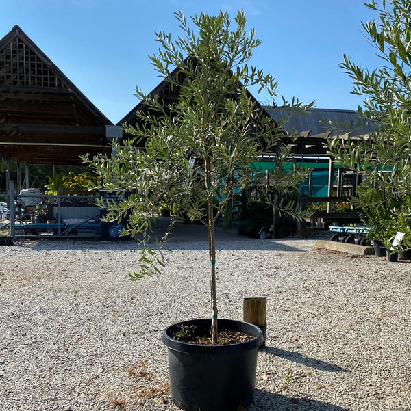 Arbequina Olive 15 Gal