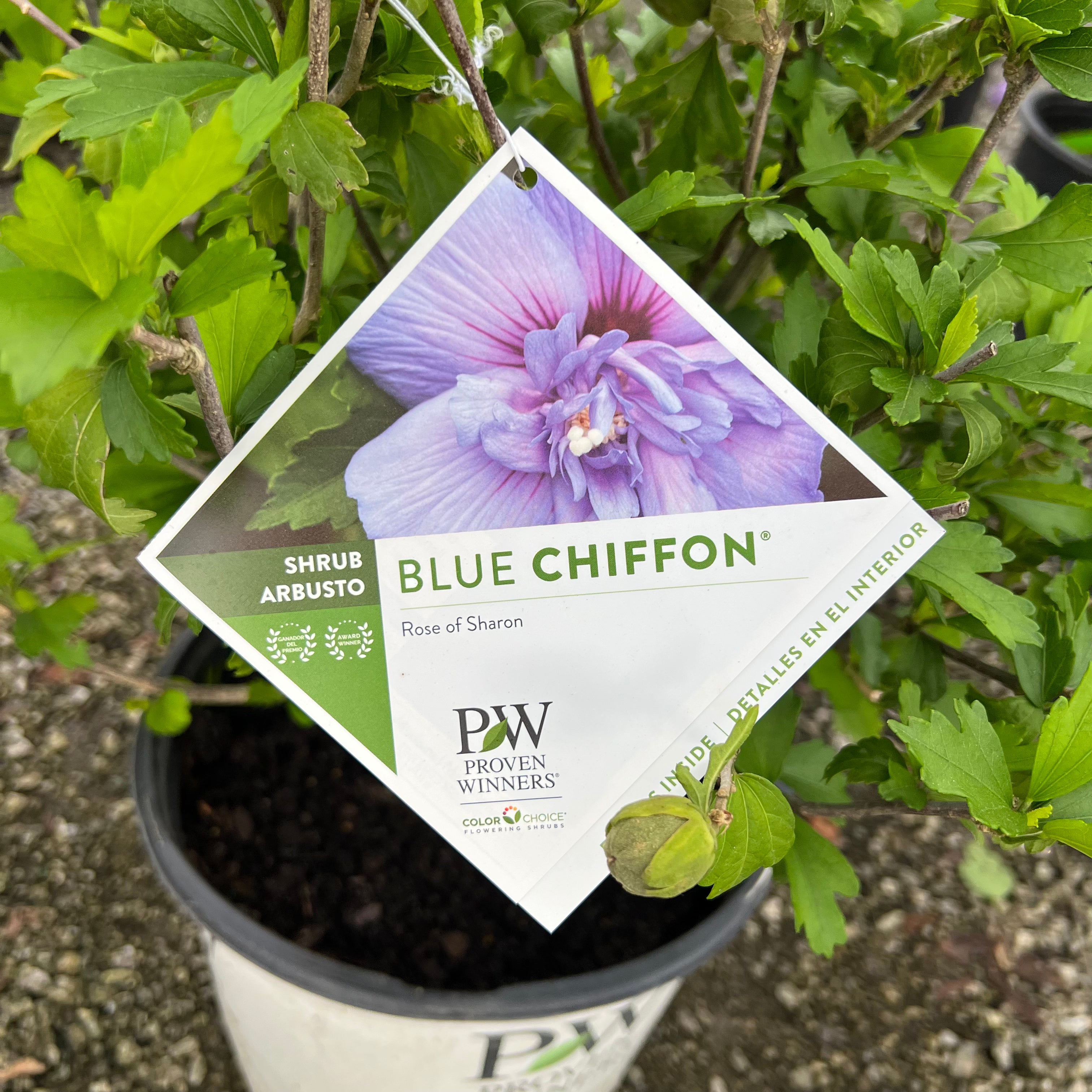 Blue Chiffon Rose of Sharon 2&amp;3 Gal