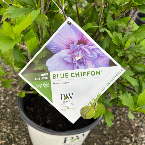 Blue Chiffon Rose of Sharon 2&3 Gal