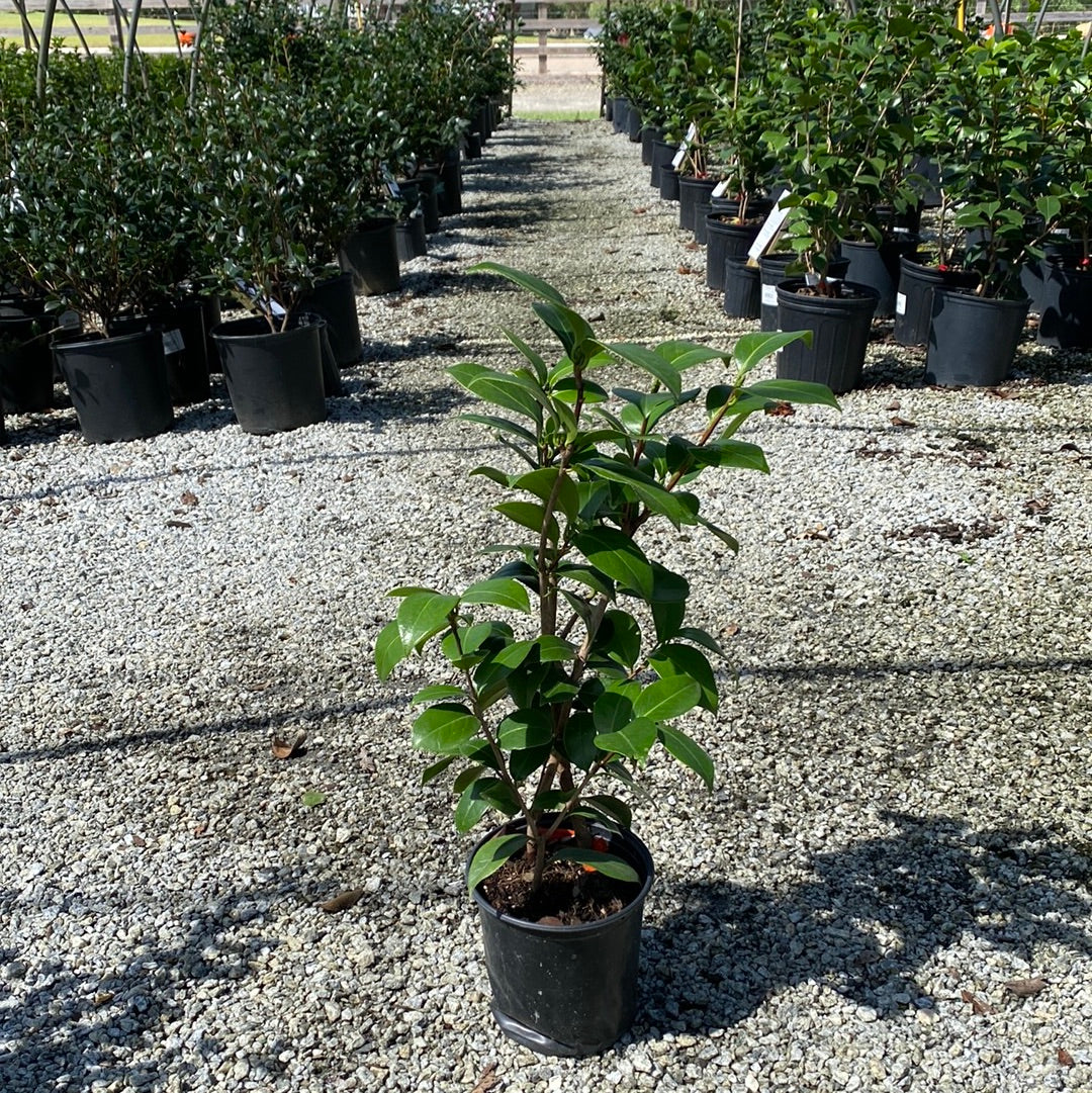 Fifth Avenue Camellia Jap 1 Gal