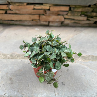 Curtisii Hoya 4