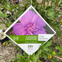 Lavender Chiffon Rose of Sharon 2&3 Gal