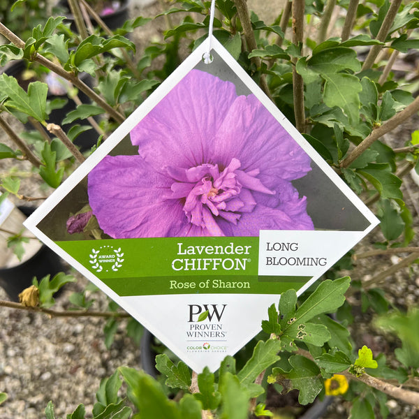 Lavender Chiffon Rose of Sharon 2&3 Gal