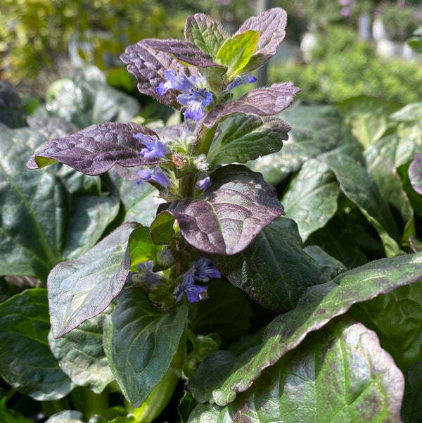 Catlin's Giant Ajuga 4