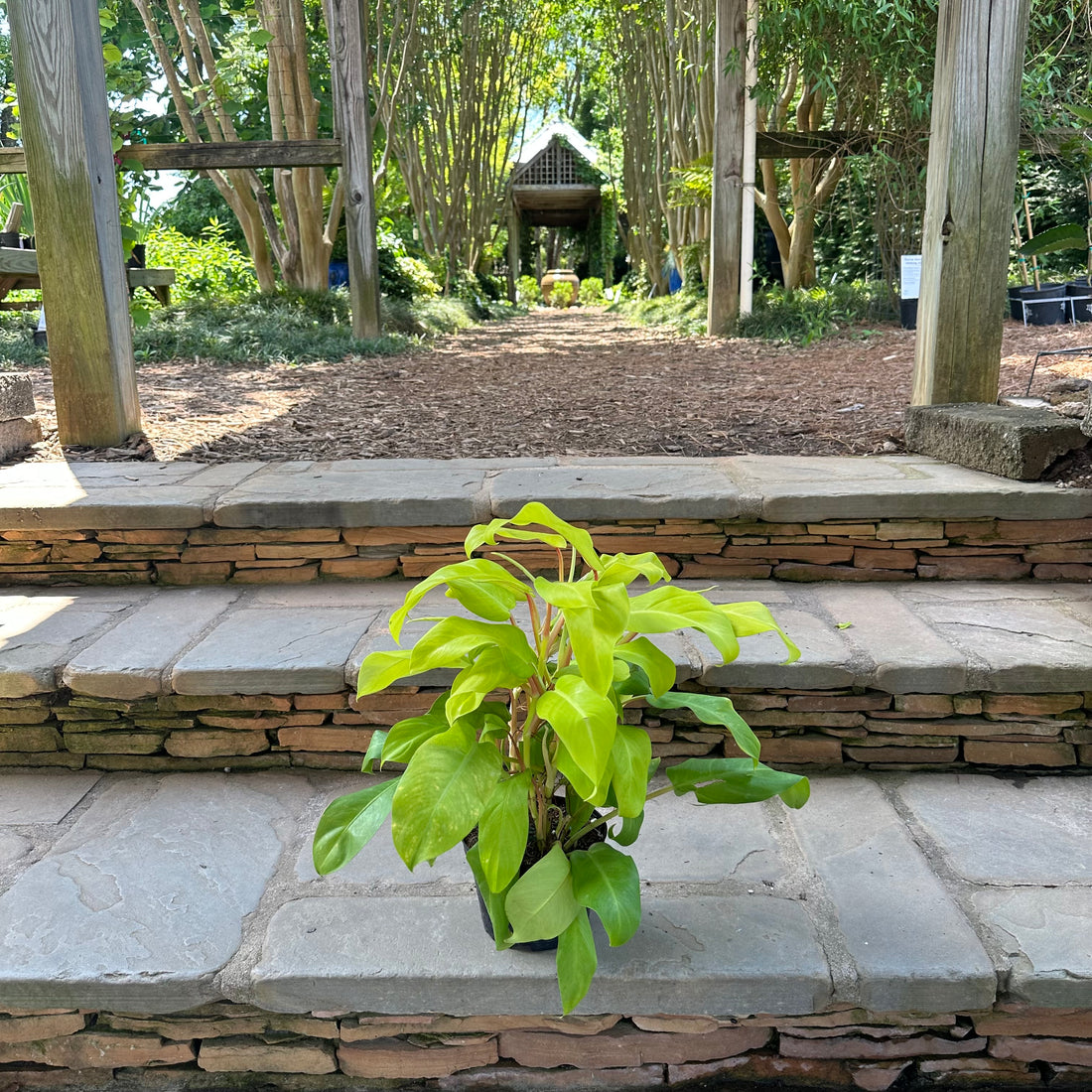 Lemon Lime Philodendron 6"
